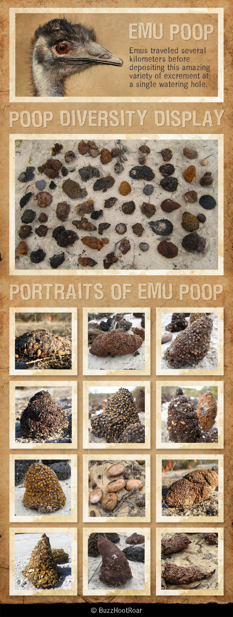Illustration for article titled Everything You Ever Wanted to Know About Emu Poo